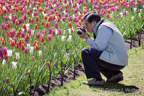 Tulip Shooter_16063.jpg - Photographed at Ottawa, Ontario - the Capital of Canada.